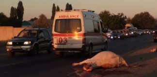 Молодой водитель легковой автомашины Mercedes насмерть сбил трёх коров Молодой водитель легковой автомашины Mercedes насмерть сбил трёх коров