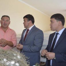 В ЮКО планируют ежегодно производить 50 тонн шелка В ЮКО планируют ежегодно производить 50 тонн шелка