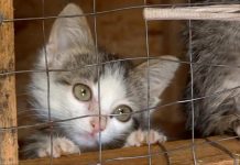 «Пушистый ангел» просит помощи у добрых людей "Пушистый ангел" просит помощи у добрых людей