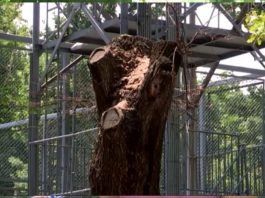 В Шымкенте варварским способом срубили одно из старейших деревьев