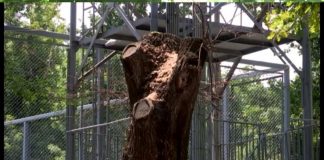 В Шымкенте варварским способом срубили одно из старейших деревьев В Шымкенте варварским способом срубили одно из старейших деревьев