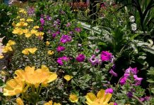 В Шымкенте стартовала акция «Чистый город» акция "Шымкент - чистый город"