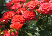 Что будет с Шымкентом после розового бала Розы