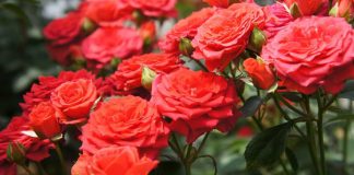 Что будет с Шымкентом после розового бала Розы