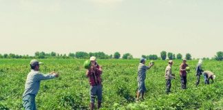 В Белоруссию, Латвию и Россию экспортированы бахчевые из ЮКО Сбор арбузов в Мактааральском районе