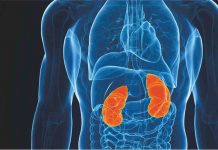 Летний удар… по почкам Организм человека