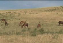 В Толебийском районе задержали барымтачей Кража лошадей