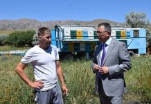 В ЮКО будет создан кооператив пчеловодов В ЮКО будет создан кооператив пчеловодов