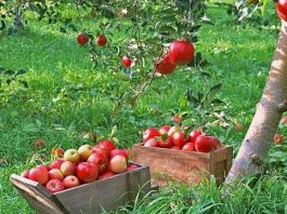 создадут плодово-ягодные агропарки