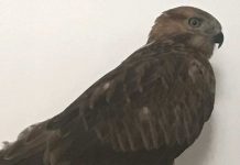 Краснокнижного ястреба собирался продать житель ЮКО Краснокнижного ястреба изъяли полицейские в Сарыагашском районе