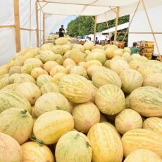 70 процентов урожая дынь мактааральские дехкане экспортируют за границу Дыни