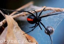 Чужие в Шымкенте: ядовитые и опасные Каракурт