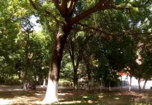 Деревья в парке «Кен-баба» будут обрезать только после согласования с экологами Деревья в парке "Кен-баба" будут обрезать только после согласования с экологами