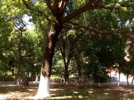 Деревья в парке "Кен-баба" будут обрезать только после согласования с экологами