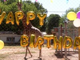 В зоопарке Шымкента с днем рождения поздравили жирафа Астану
