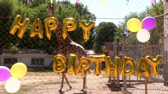 В зоопарке Шымкента с днем рождения поздравили жирафа Астану
