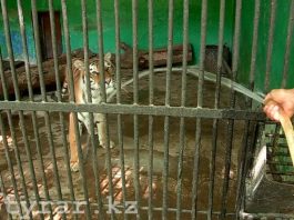 Как переносят жару животные в шымкентском зоопарке