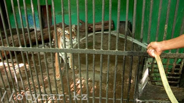 Как переносят жару животные в шымкентском зоопарке