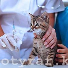 В Шымкенте бесплатно прививают от бешенства собак и кошек Прививка от бешенства