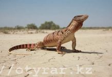 В зоопарке Шымкента пропали три краснокнижных варана Среднеазиатский серый варан