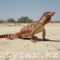 В зоопарке Шымкента пропали три краснокнижных варана Среднеазиатский серый варан