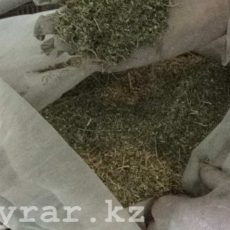Две попытки перевозки марихуаны через границу пресечены в феврале в Туркестанской области Полицейские изъяли у жителей ЮКО крупную партию марихуаны