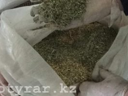Полицейские изъяли у жителей ЮКО крупную партию марихуаны