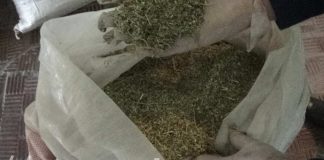 Две попытки перевозки марихуаны через границу пресечены в феврале в Туркестанской области Полицейские изъяли у жителей ЮКО крупную партию марихуаны