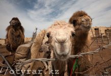 Туркестанская область нуждается в увеличении поголовья верблюдов Верблюды