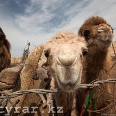 Туркестанская область нуждается в увеличении поголовья верблюдов Верблюды
