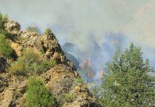 В ДВД ЮКО сообщили подробности пожара в Сайрам-Угамском природном парке Пожар в природном парке