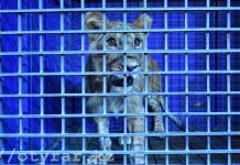 Штраф больше миллиона заплатит пенсионер за попытку продажи львёнка Житель Шымкента подарил своего львенка цирку