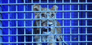 Штраф больше миллиона заплатит пенсионер за попытку продажи львёнка Житель Шымкента подарил своего львенка цирку