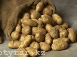 Картошка в Шымкенте