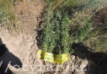 В Кентау мужчина выращивал коноплю Полицейские ЮКО задержали мужчину, выращивающего коноплю на приусадебном участке