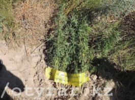 Полицейские ЮКО задержали мужчину, выращивающего коноплю на приусадебном участке