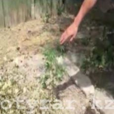 В Туркестанской области стражи порядка ликвидировали посев конопли Плантацию конопли обнаружили полицейские