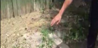 Житель Кентау разбил у себя в огороде плантацию конопли Плантацию конопли обнаружили полицейские