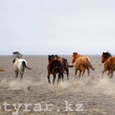 У жителя Сарыагашского района второй раз похищают лошадей Табун лошадей