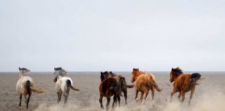Группа скотокрадов украла лошадей и коров на 8 млн тенге Табун лошадей