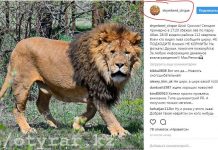 Сбежавший из цирка лев оказался злой шуткой друга администратора В Шымкенте лев сбежал из цирка