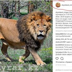 Сбежавший из цирка лев оказался злой шуткой друга администратора В Шымкенте лев сбежал из цирка