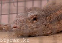 В зоопарке Шымкента насмерть замерзли серые вараны В зоопарке Шымкента насмерть замерзли серые вараны