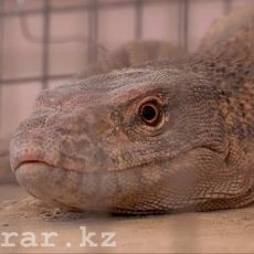 В зоопарке Шымкента насмерть замерзли серые вараны В зоопарке Шымкента насмерть замерзли серые вараны