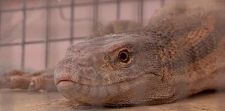 В зоопарке Шымкента насмерть замерзли серые вараны В зоопарке Шымкента насмерть замерзли серые вараны