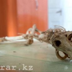 Скелет неопознанного животного нашли в Сарыагаше Скелет неопознанного животного нашли в Сарыагаше