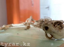 Скелет неопознанного животного нашли в Сарыагаше