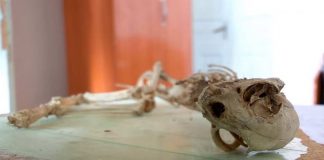 Скелет неопознанного животного нашли в Сарыагаше Скелет неопознанного животного нашли в Сарыагаше