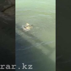 Озеро Тулпар в Шымкенте кишит рыбой внушительных размеров (видео)