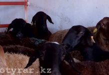 Перед Курбан айтом баранов режут прямо в центре Шымкента Бараны